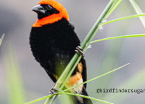 Birding in Uganda with Bird Finders Uganda