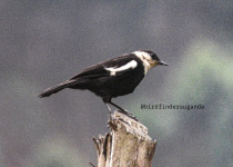 Birding in Uganda with Bird Finders Uganda