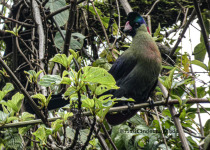 Birding in Uganda with Bird Finders Uganda