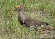 Birding in Uganda with Bird Finders Uganda