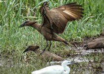 Birding in Uganda with Bird Finders Uganda