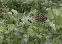 Yellow-breasted Crake.jpg