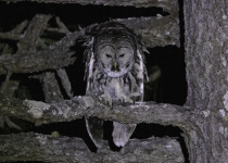 Cinereous Owl.jpg