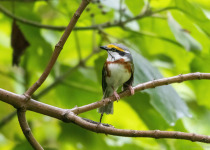 Chesnut-sided Shrike-Vireo.jpg