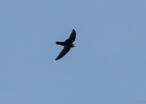 IMG_0830-Editar.jpg