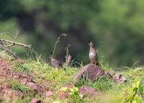 Banded Quail.jpg