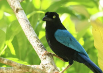 San Blas Jay.jpg