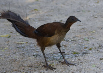 Lamington National Park Birding with Tom Tarrant
