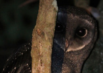 Lamington National Park Birding with Tom Tarrant