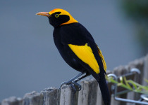 Lamington National Park Birding with Tom Tarrant