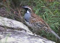 Granite Belt Birding: Girraween and Sundown National Parks