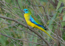 Granite Belt Birding: Girraween and Sundown National Parks