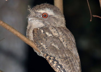 Mt Glorious Birding with Tom Tarrant