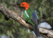 Mt Glorious Birding with Tom Tarrant