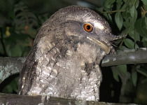 Mt Glorious Birding with Tom Tarrant