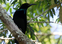 Mt Glorious Birding with Tom Tarrant