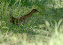 Custom Queensland Target Birding with Tom Tarrant