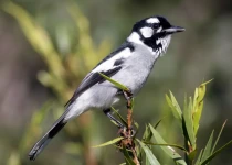 Custom Queensland Target Birding with Tom Tarrant