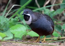 Custom Queensland Target Birding with Tom Tarrant