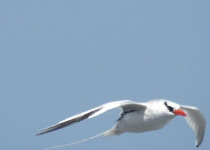 16-Day Ornithological Tour in Senegal – 2027