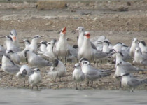 16-Day Ornithological Tour in Senegal – 2027