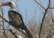16-Day Ornithological Tour in Senegal – 2027