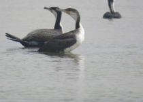 16-Day Ornithological Tour in Senegal – 2027