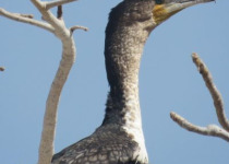 16-Day Ornithological Tour in Senegal – 2027