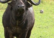 10-Day Wildlife and Birding Tour in Rwanda