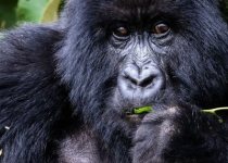 10-Day Wildlife and Birding Tour in Rwanda