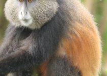 10-Day Wildlife and Birding Tour in Rwanda