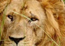10-Day Wildlife and Birding Tour in Rwanda