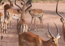 10-Day Wildlife and Birding Tour in Rwanda