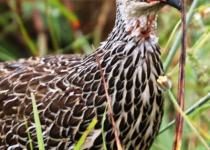 12-Day Safaris, Primates and Birding Tour in Rwanda