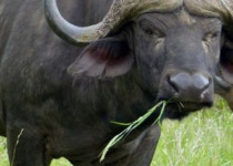 10-Day Birding, Wildlife and Culture Tour in Rwanda