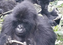 10-Day Birding, Wildlife and Culture Tour in Rwanda