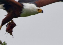 10-Day Birding, Wildlife and Culture Tour in Rwanda