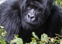 10-Day Albertine Rift Birds and Nature Tour in Rwanda