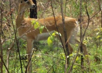 10-Day Albertine Rift Birds and Nature Tour in Rwanda