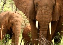 10-Day Albertine Rift Birds and Nature Tour in Rwanda