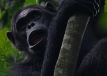 10-Day Albertine Rift Birds and Nature Tour in Rwanda