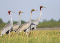ATT Sarus Crane Adventure