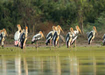 ATT Sarus Crane Adventure