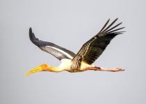 ATT Sarus Crane Adventure