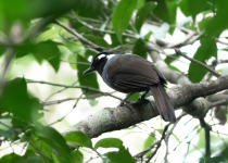 Aural Mountains Cambodian Laughingthrush Tour