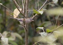 Aural Mountains Cambodian Laughingthrush Tour
