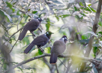 Aural Mountains Cambodian Laughingthrush Tour