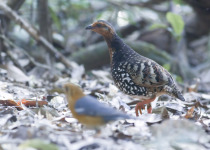 Aural Mountains Cambodian Laughingthrush Tour