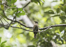 Aural Mountains Cambodian Laughingthrush Tour