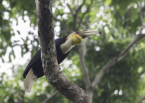 Aural Mountains Cambodian Laughingthrush Tour